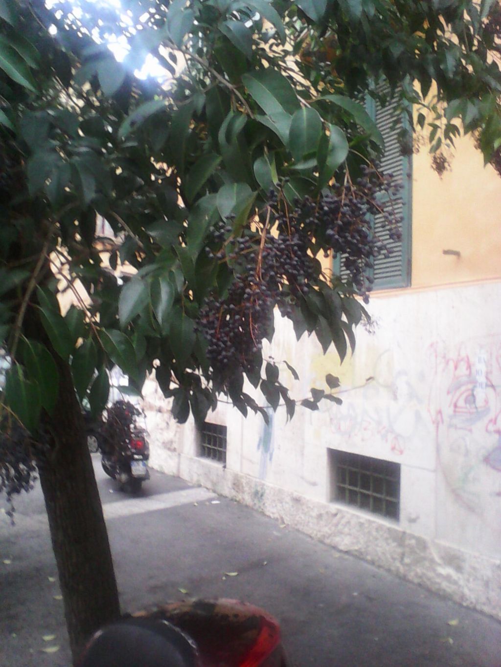 Ligustrum lucidum